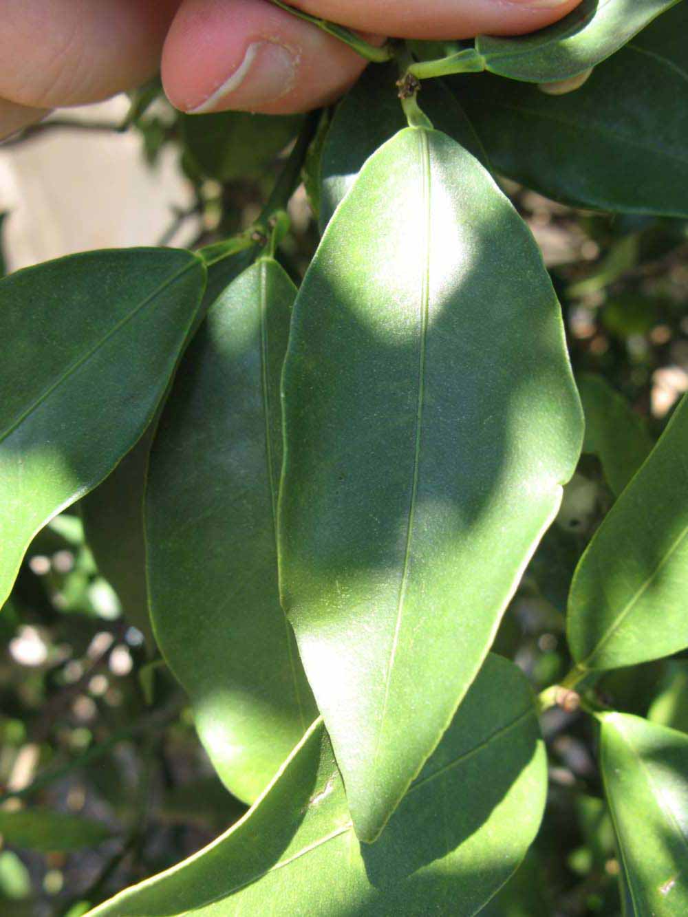              Unifoliolate leaf (Winter Haven, FL)       
